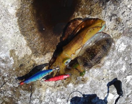 アオリイカ釣り放題！